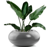 Koralle Fiberglas runder niedriger Topf H 28 cm Durchmesser 47 cm, weiß