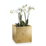 Quadratisch Topf Dafne 25x25 cm, gold