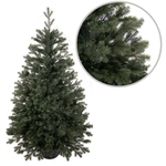 Künstlicher Weihnachtsbaum im Topf Fichte Royal 80 cm LIMITIERTE AUFLAGE