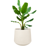 Gartentopf Coro H 42x48 cm, creme