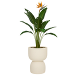 Blumenkasten für das Wohnzimmer Duala, H 48 x 40 cm, creme