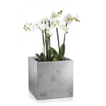 Quadratisch Topf Dafne 25x25 cm, silber